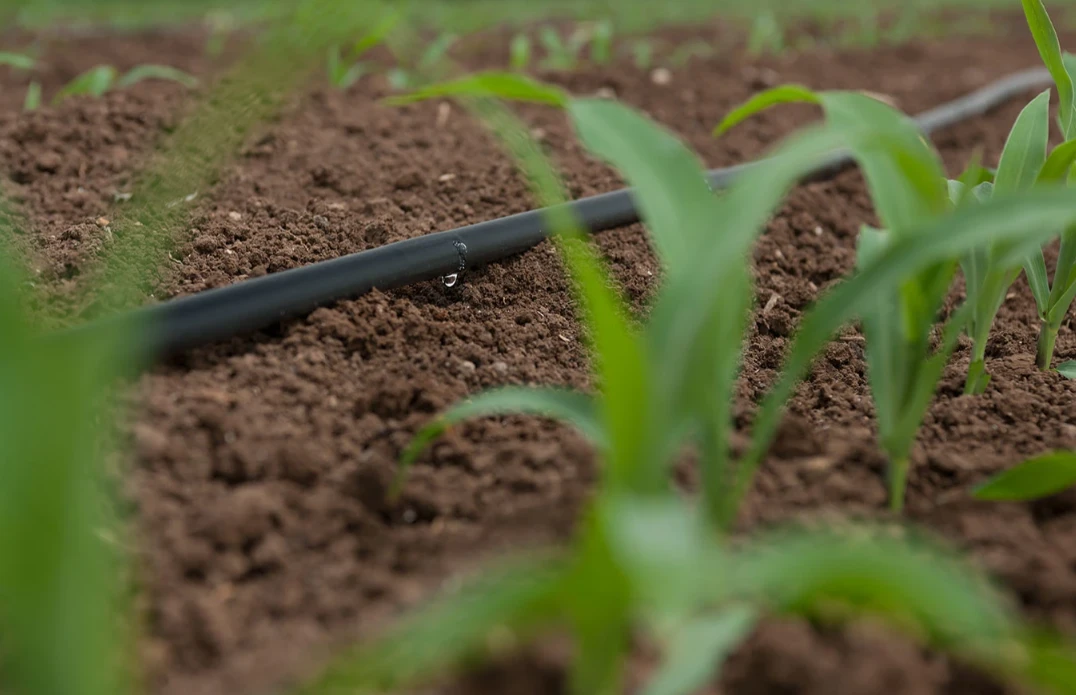 Irrigazione a goccia su campo